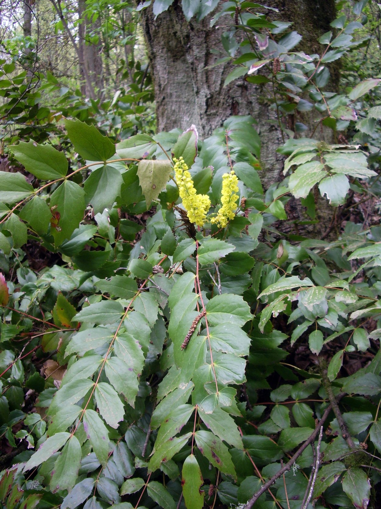 Кустарник с колючими листьями