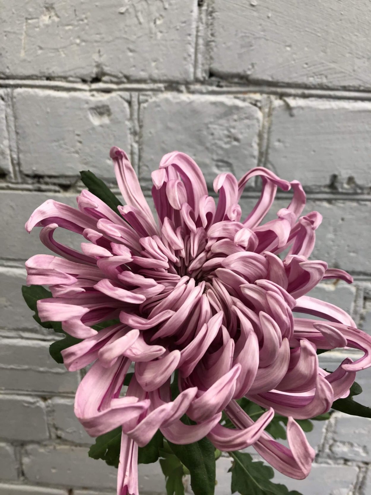 Хризантема корейская Майола