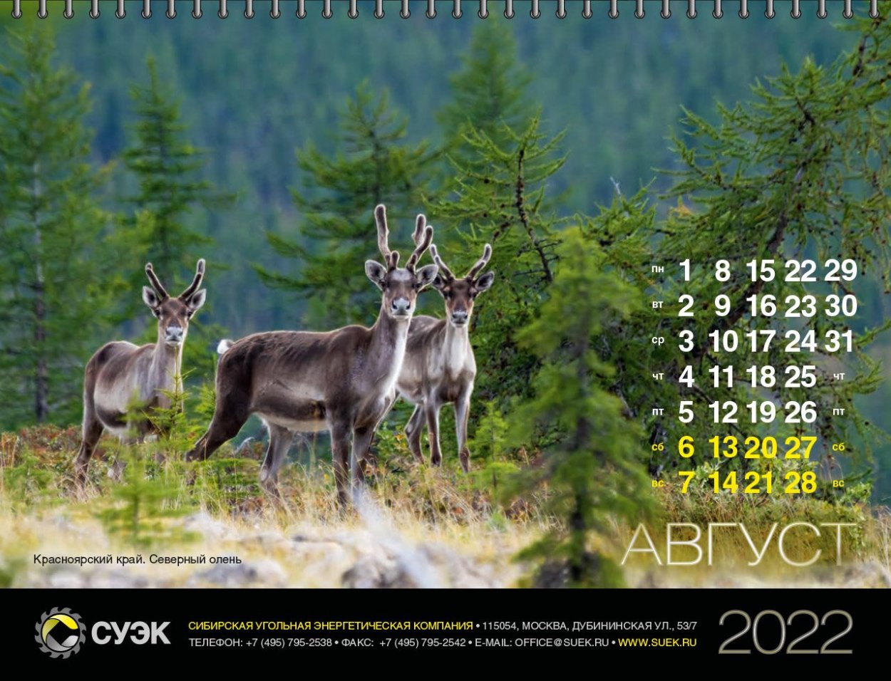 Байкальский заповедник косуля
