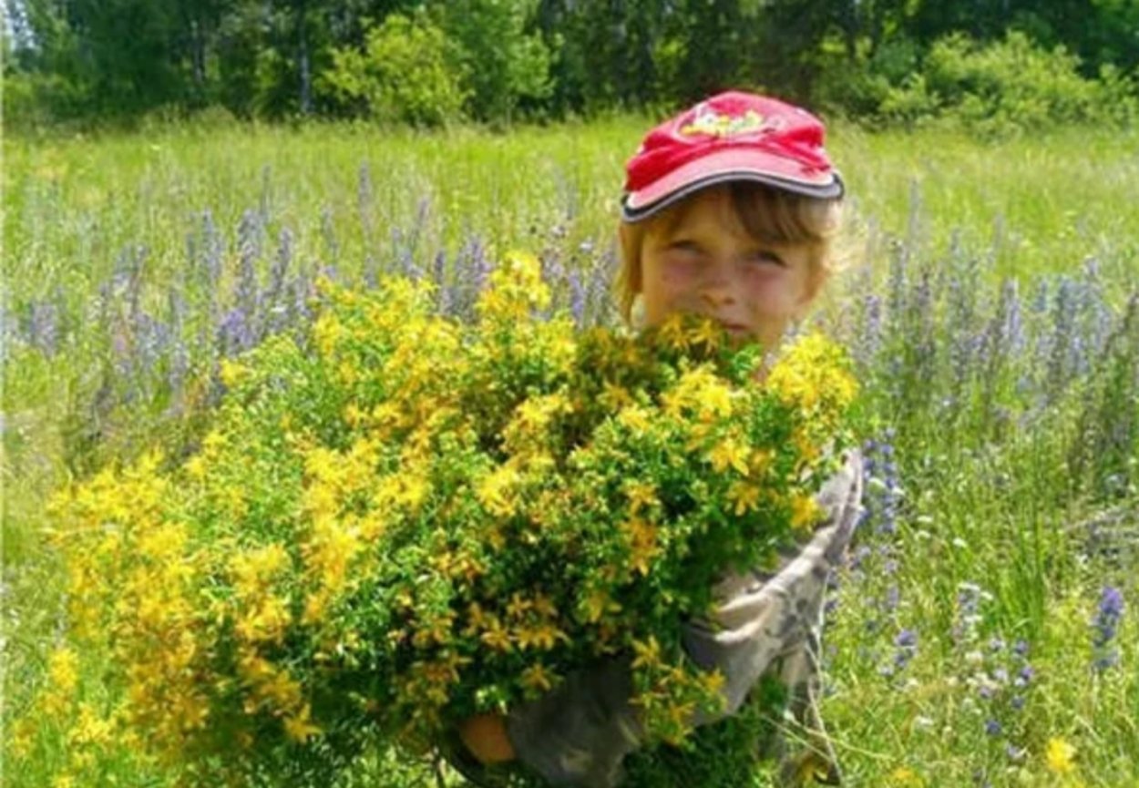 Сбор лекарственных трав в июне