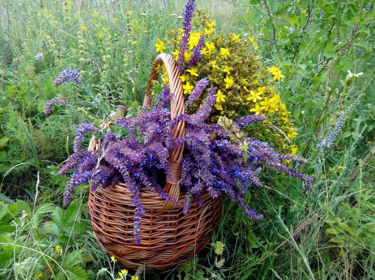 Сбор лекарственных растений