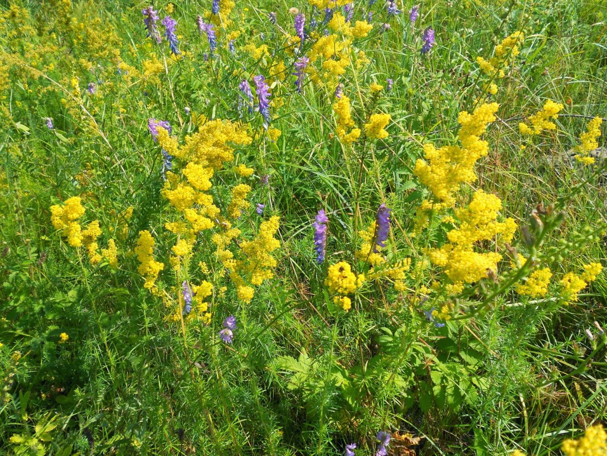 Лекарственные травы в июне