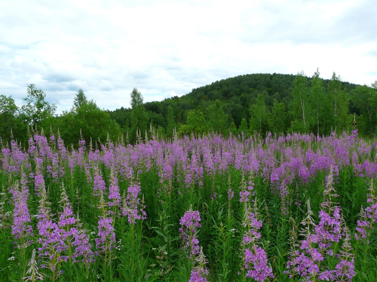 Пряные травы на огороде перечень