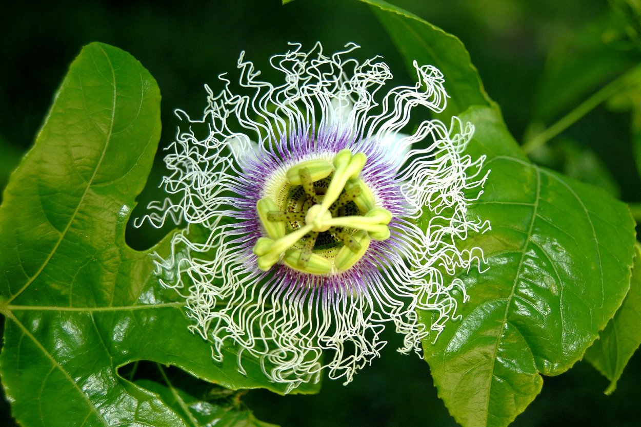 Пассифлора Эдулис