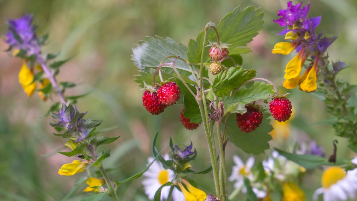 Полевые и Лесные цветы