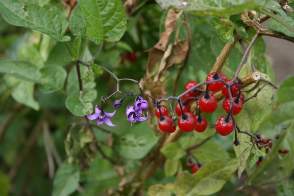 Актинидия коломикта Лиана