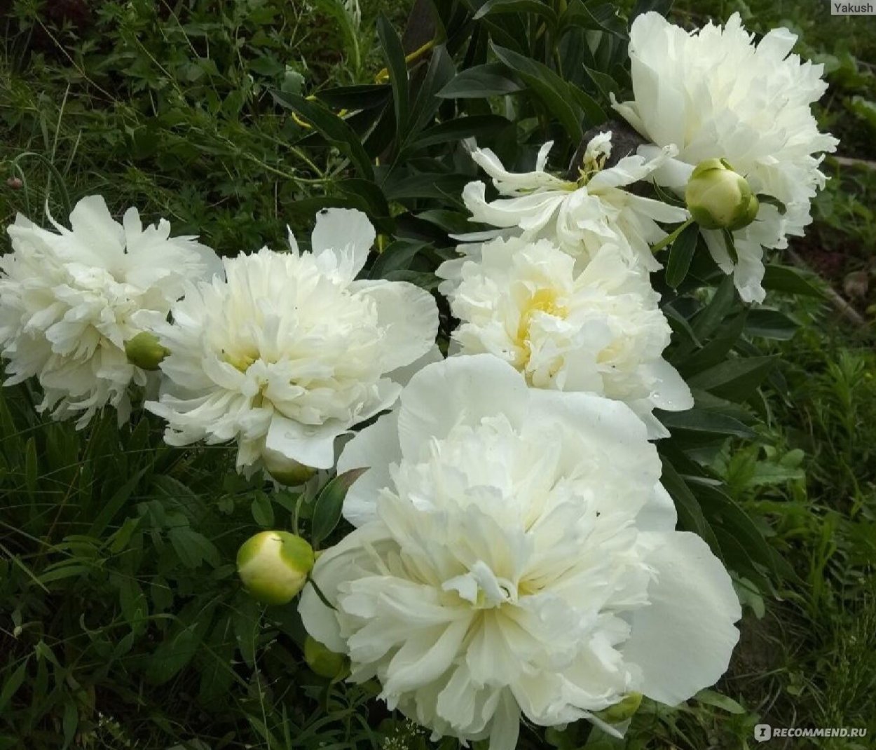 Белые пионы