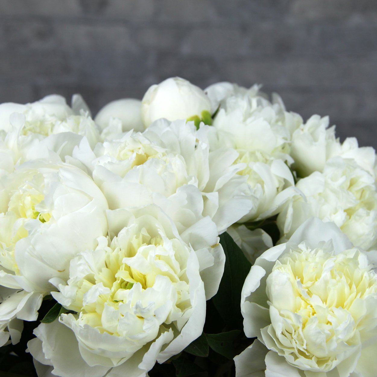 Пион молочноцветковый Дюшес де Немур