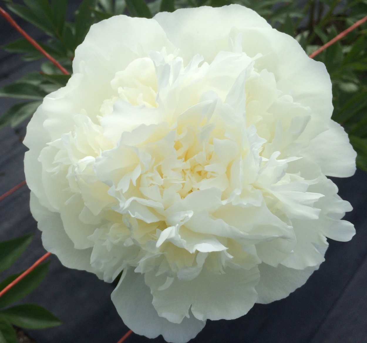 Пион Мадрид Дюшес