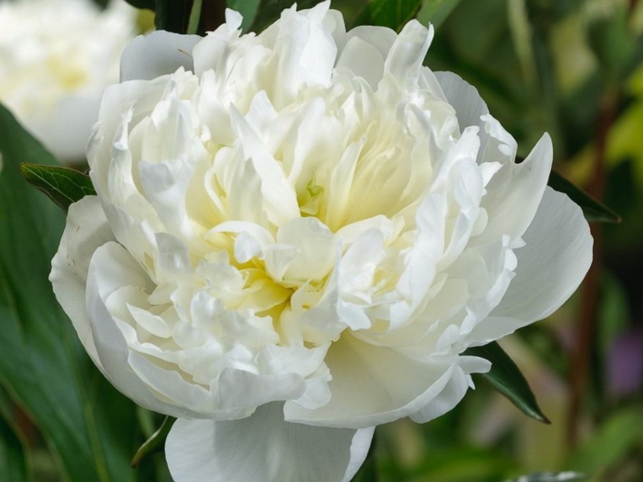 Пион молочноцветковый Duchesse de Nemours