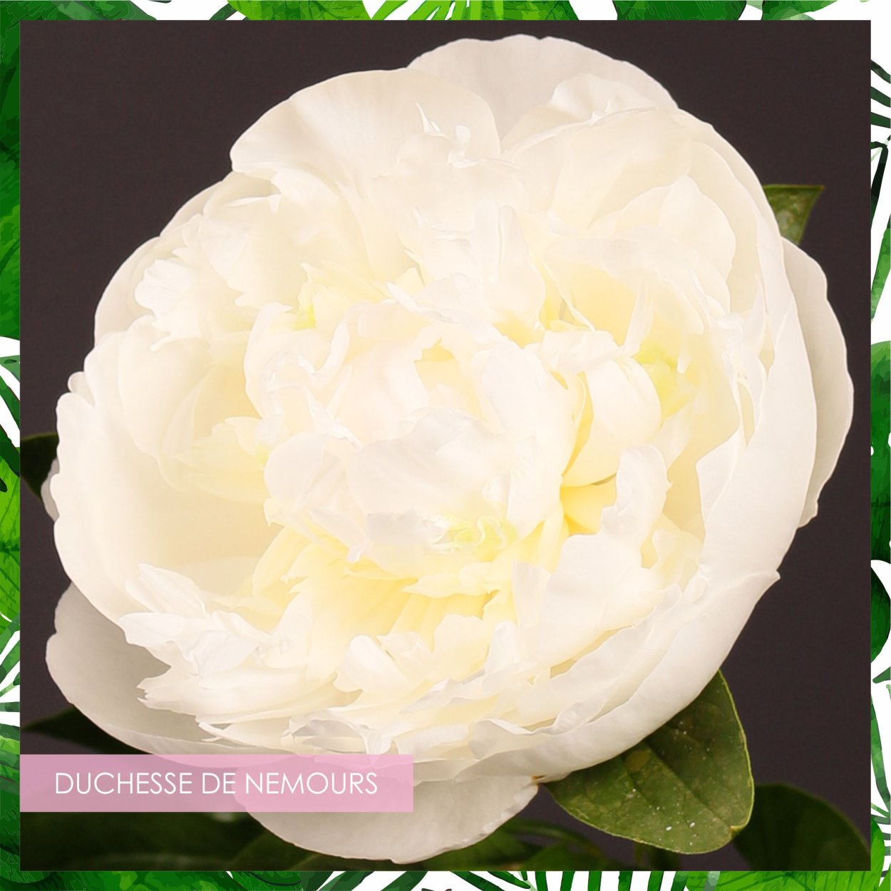 Пион травянистый Дюшес де Немур