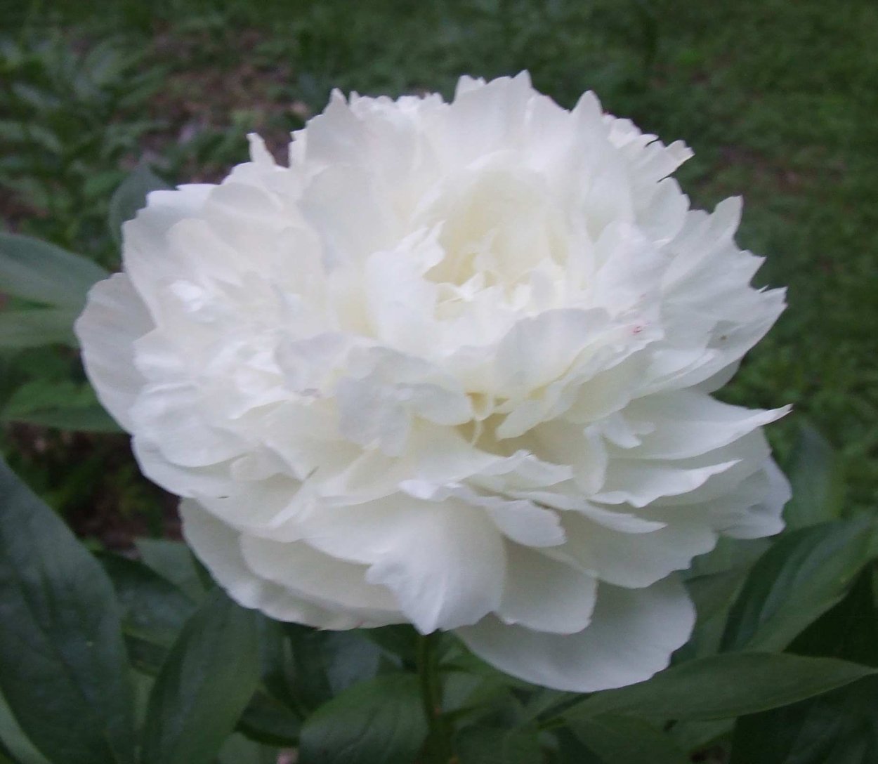 Пион Мэдилон