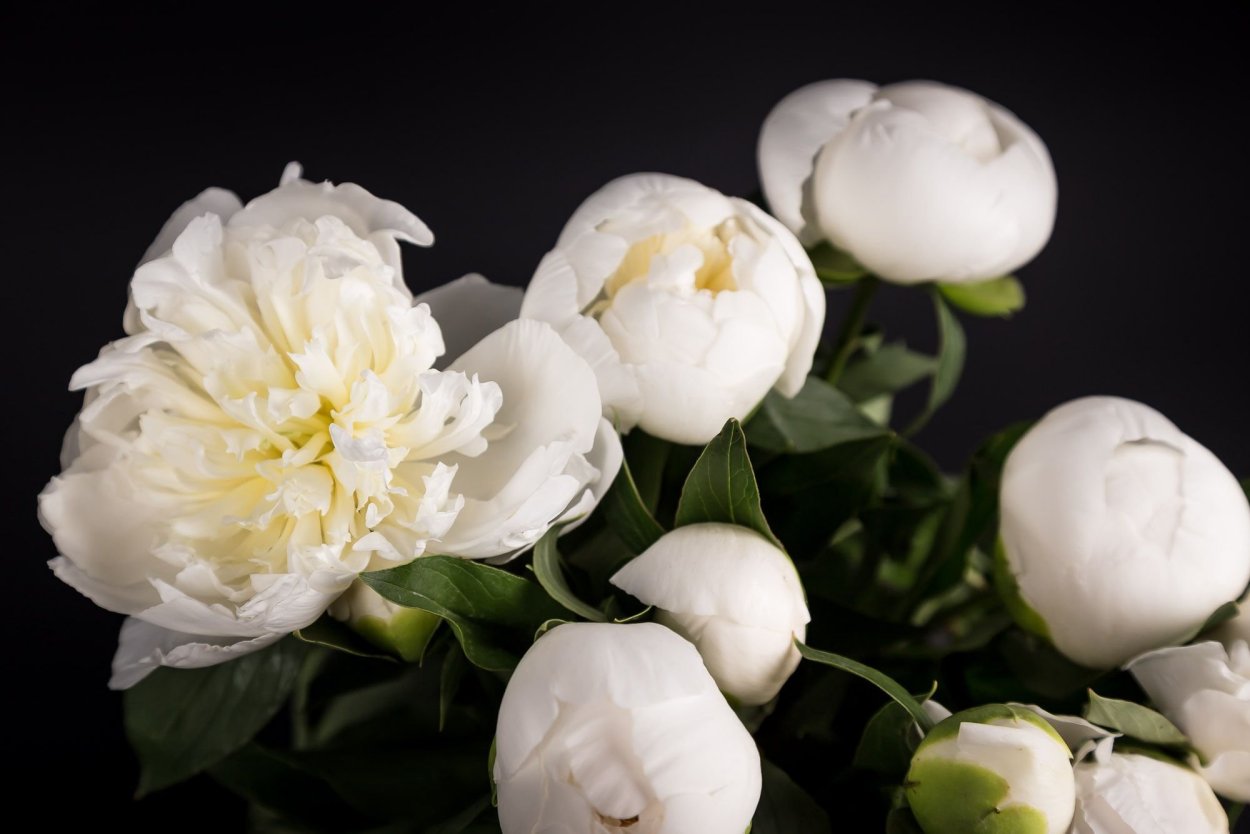 Пион Дюшес де Орлеан