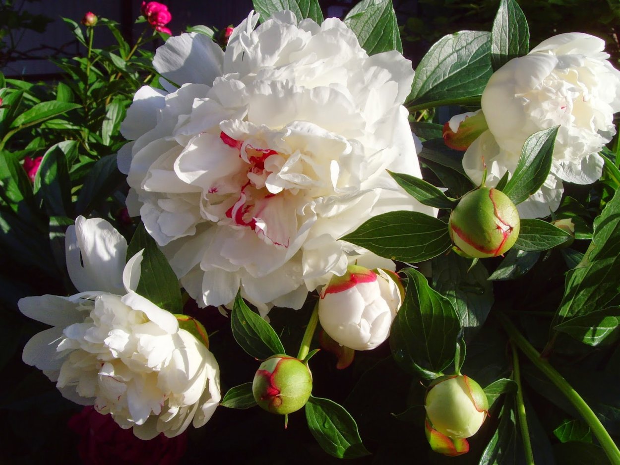 Пион с бутоном белый