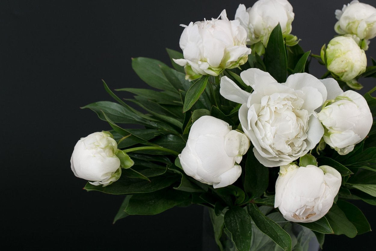 Пион Колонель Казенс