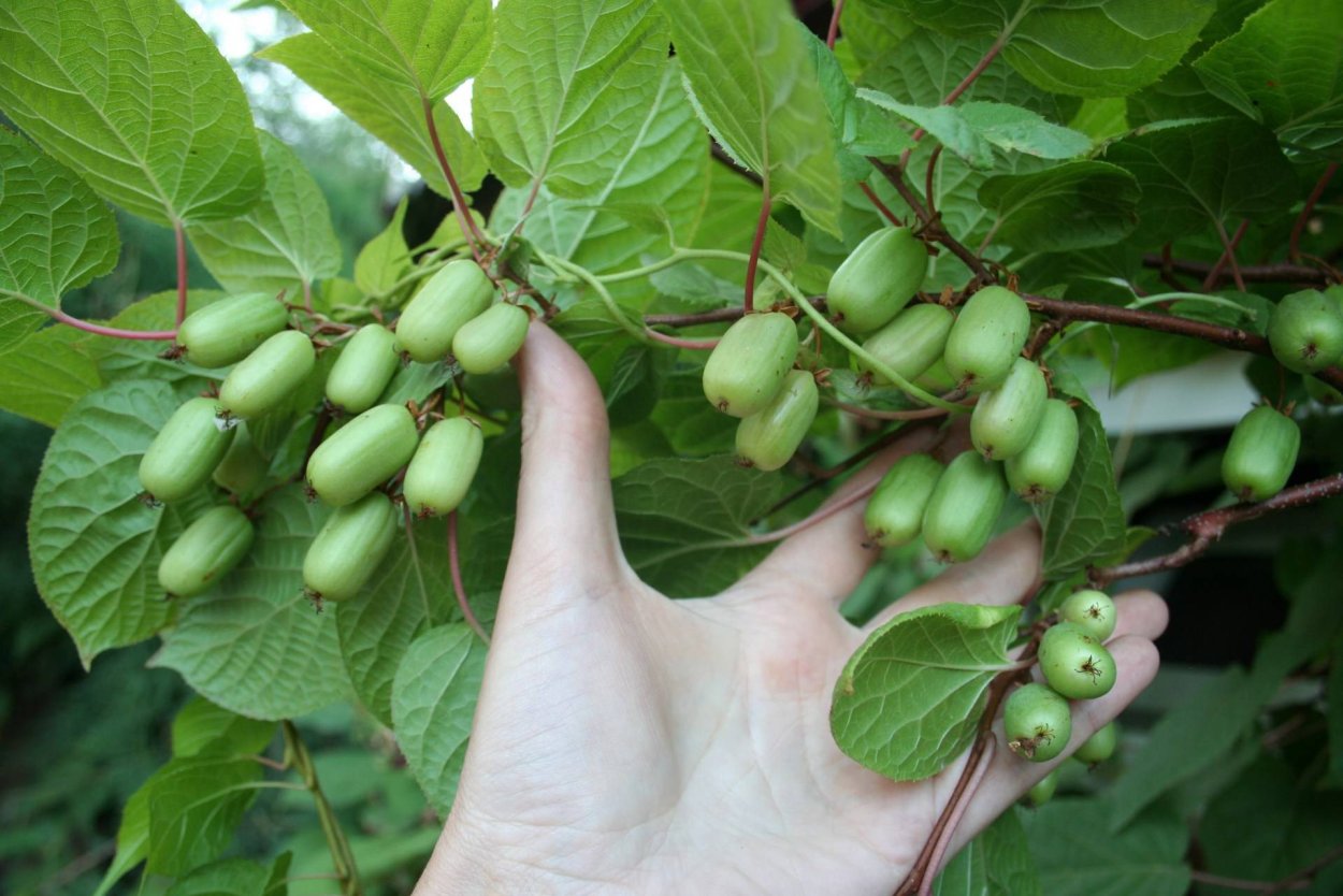 Лиана диоскорефиллум кумминисии,