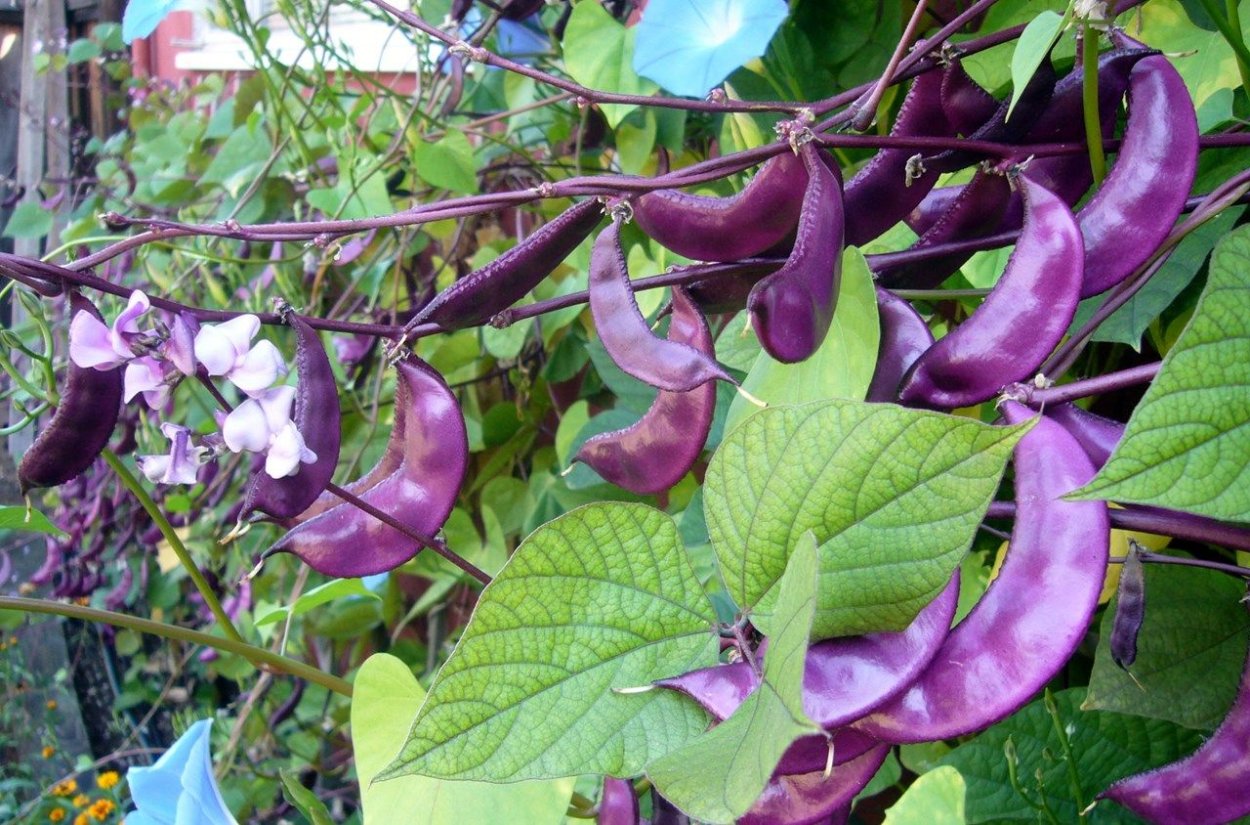 Переступень Бриония