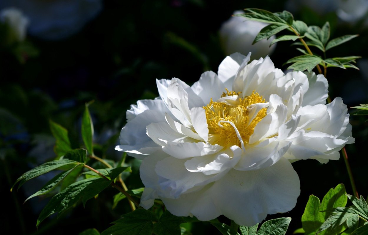 Пион белый срезка