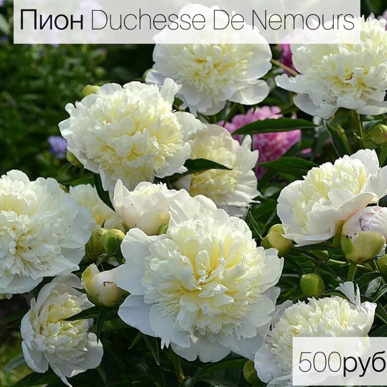 Пион травянистый Дюшес де Немур