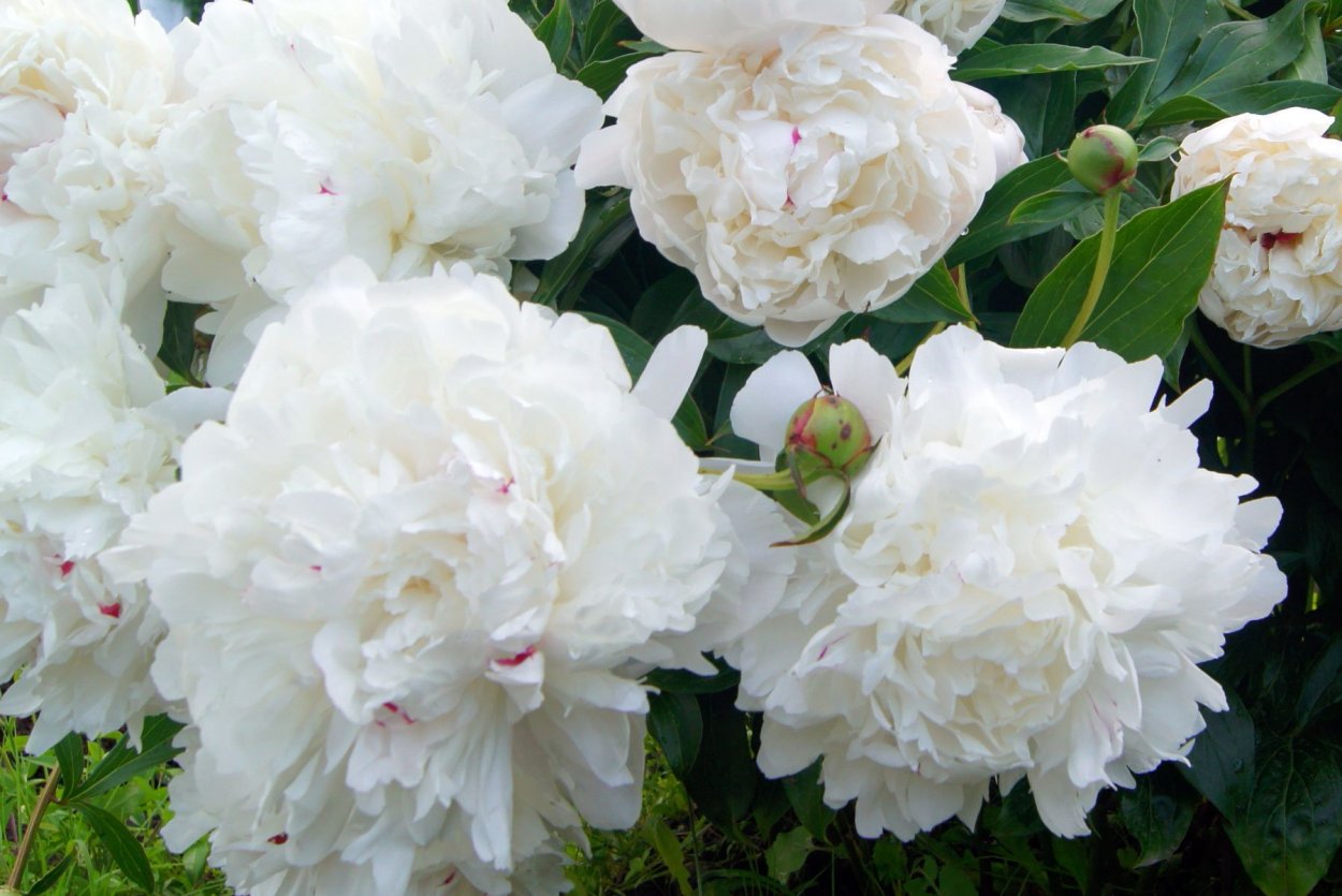 Пион Белоцветущий