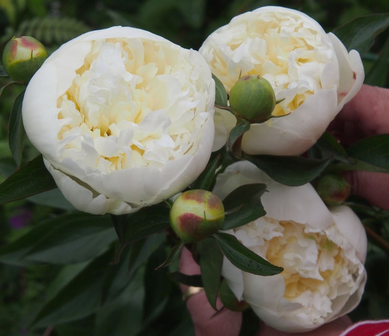 Пион ла Лорейн