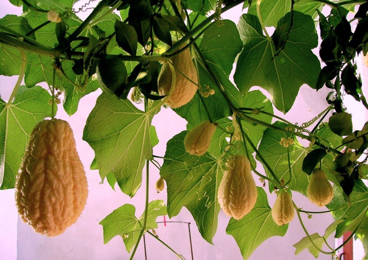 Лиана момордика