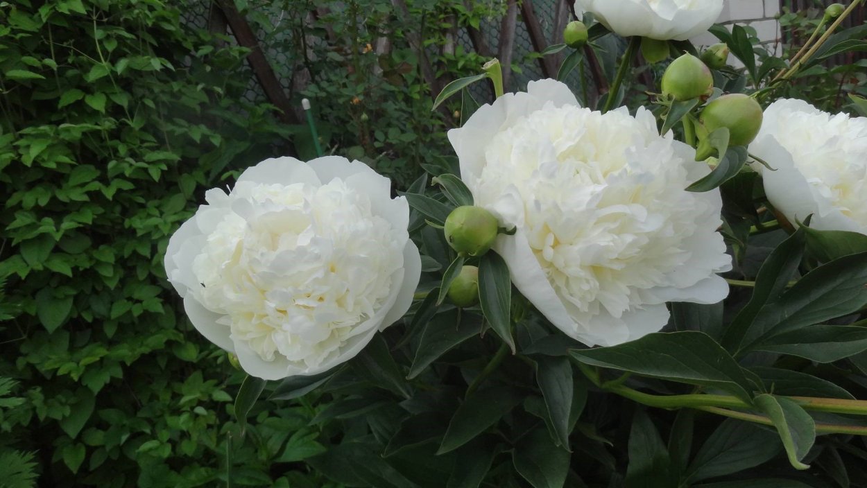 Пион Дюшес срезка