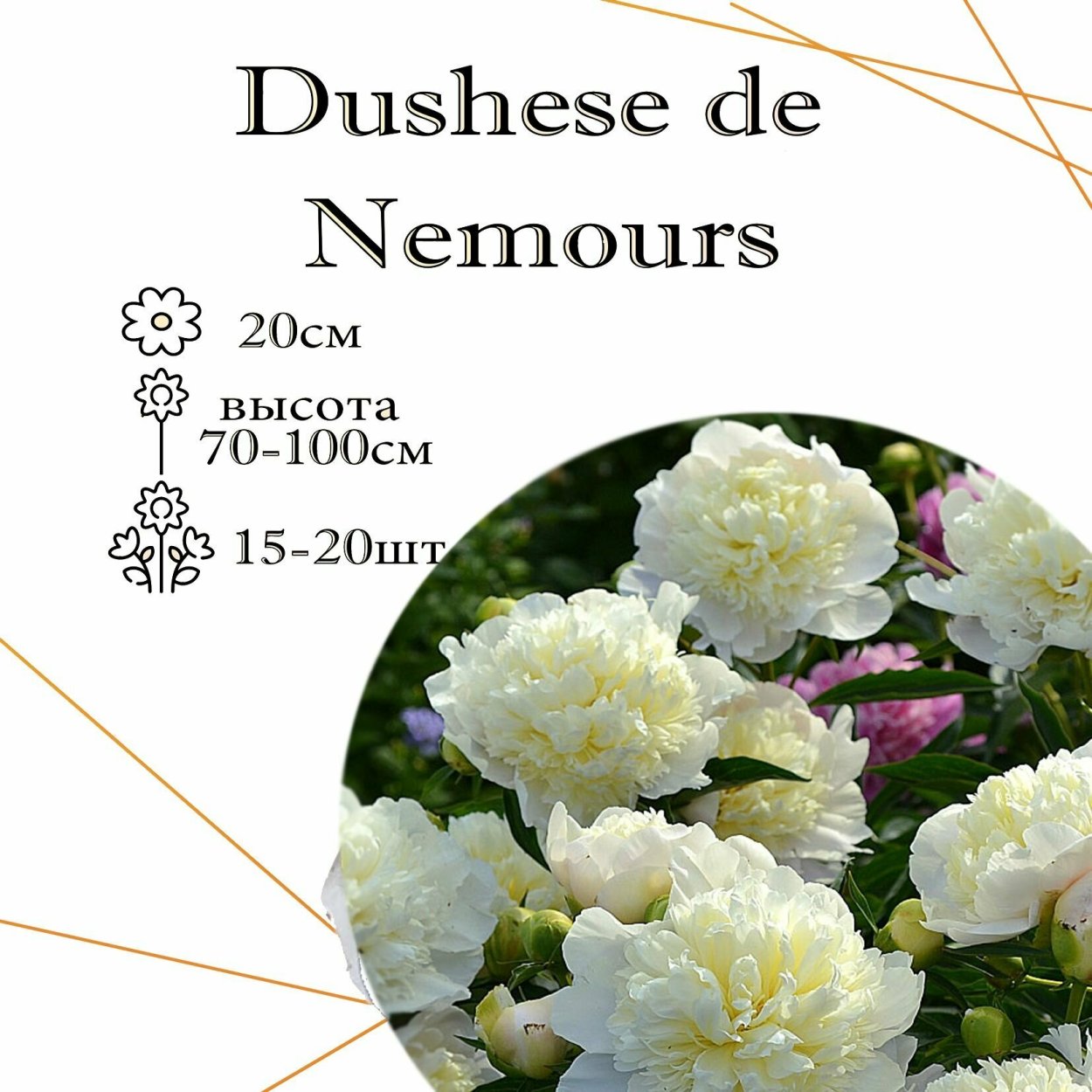 Пион Дучесс Денемоерс