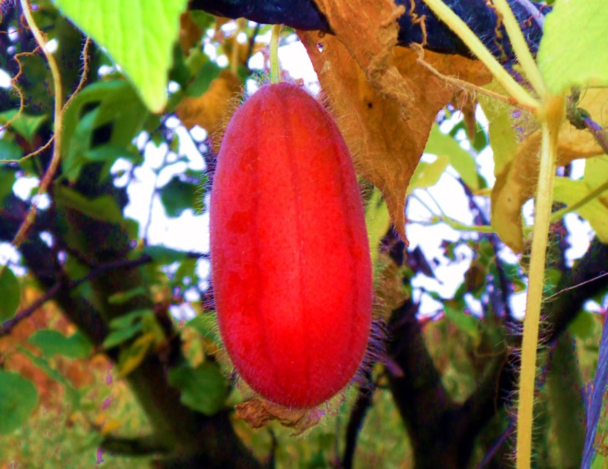 Растение Лиана Акебия