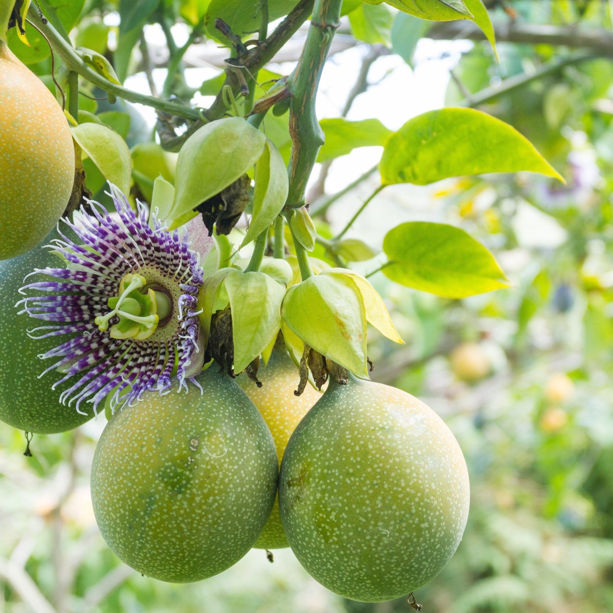 Лиана актинидия иссаи