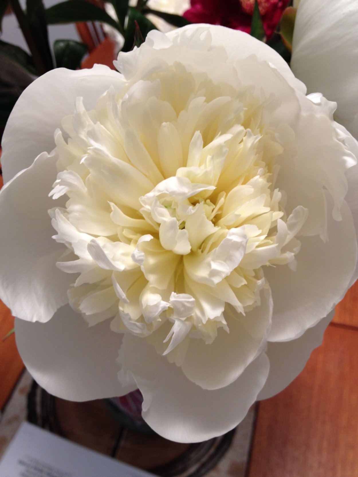 Пион травянистый Дюшес де Немур