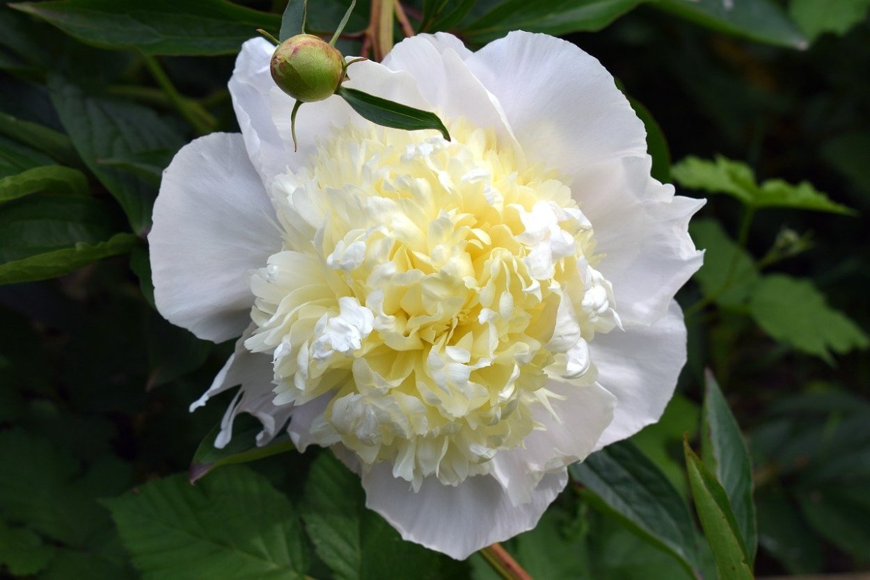 Пион молочноцветковый Дюшес де Немур