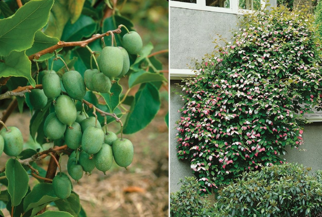 Лимонник китайский (Schisandra chinensis)