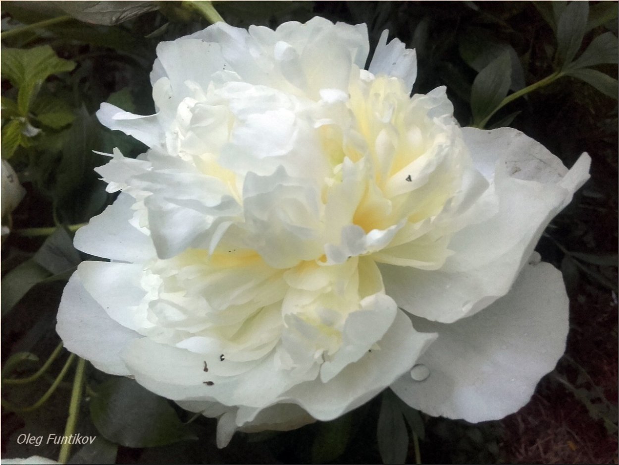 Пион мадам Клод