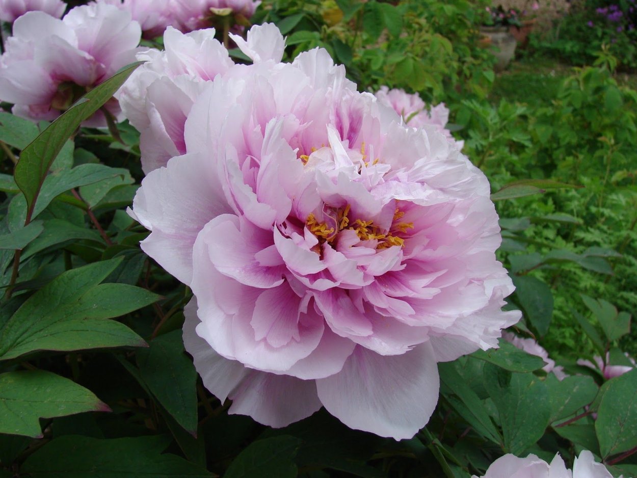 Дюшес деми Мур пион