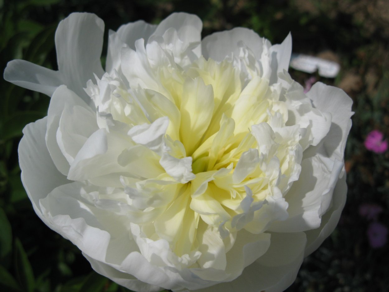 Пион Дюшесс де НЕМОРОУЗ