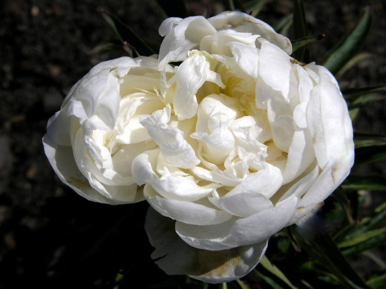 Дюшес де Немур свадебный