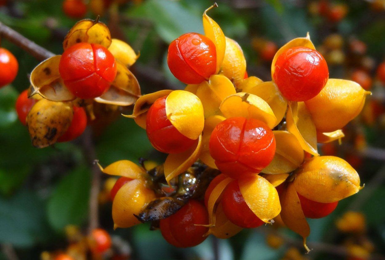 Пассифлора coriacea летучая мышь