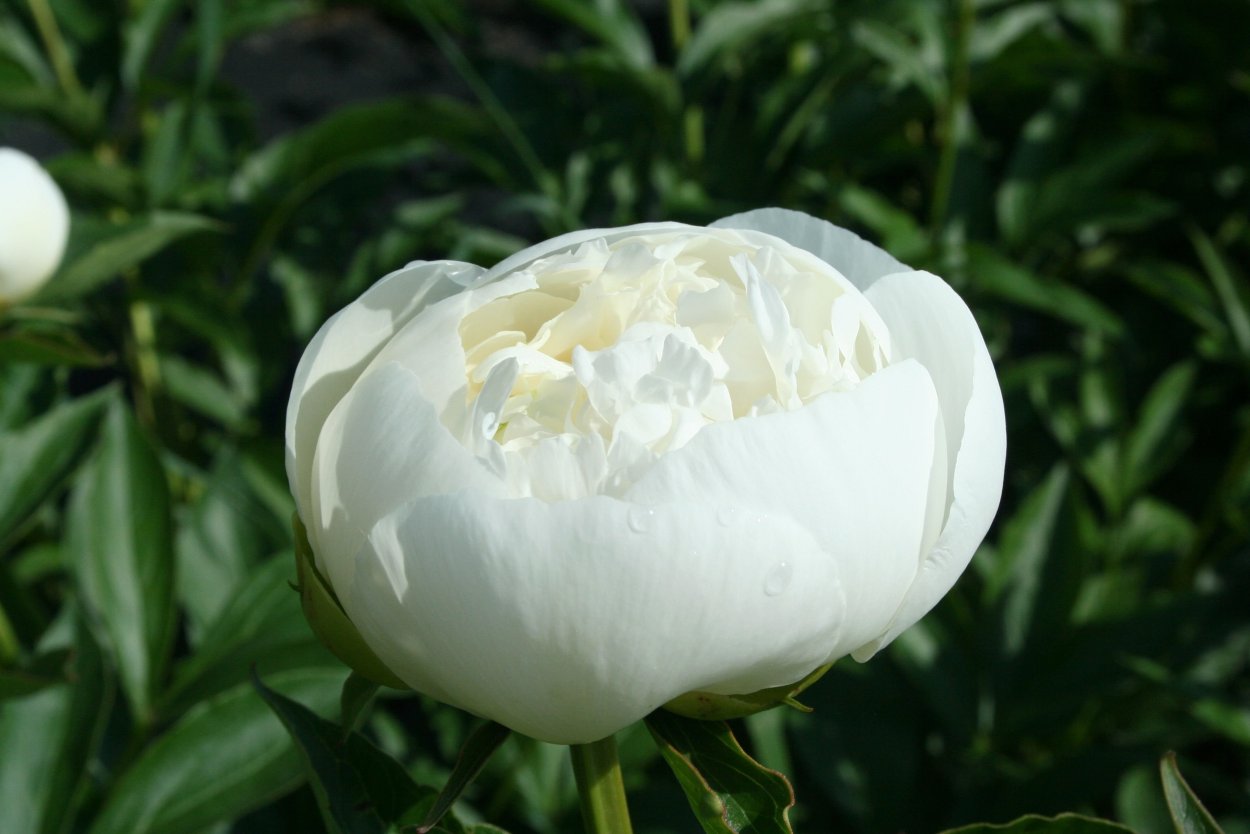 Белые пионы