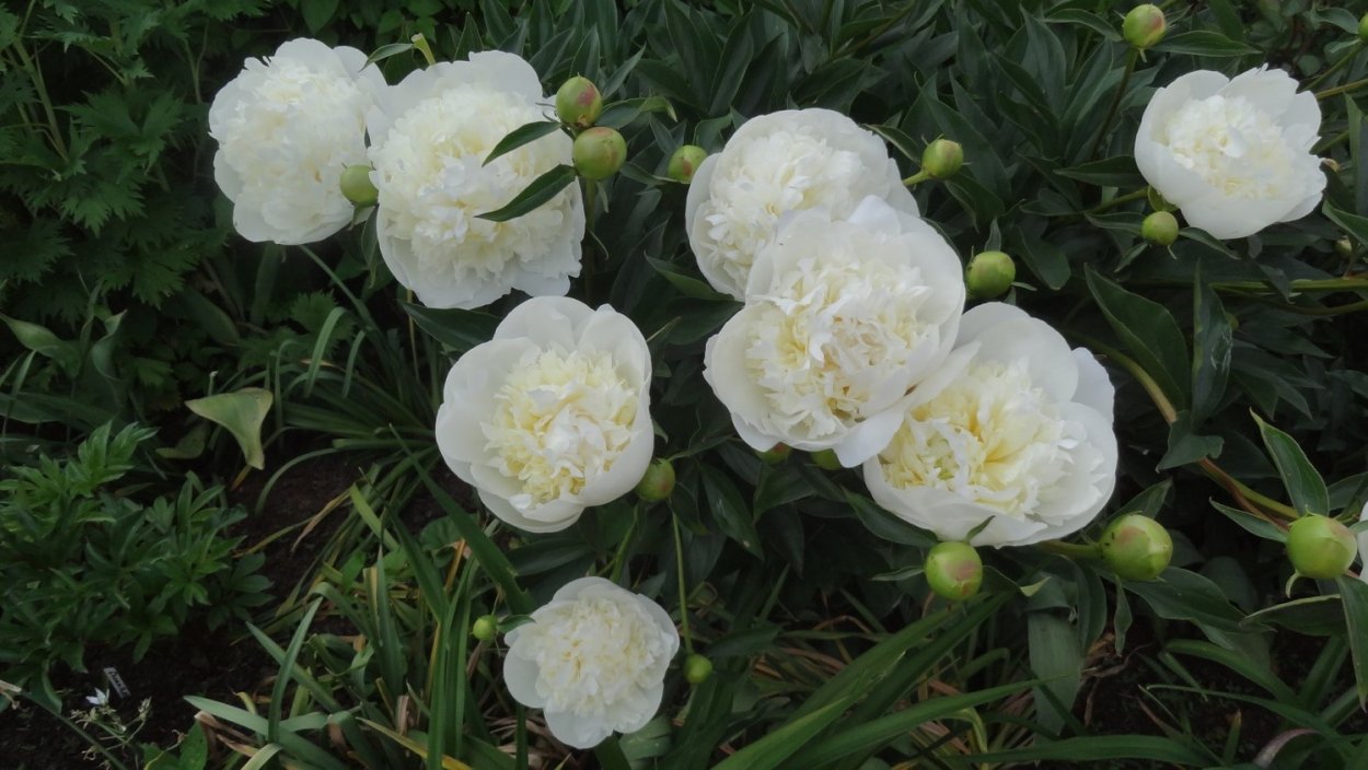 Пион Дюшес де Немур