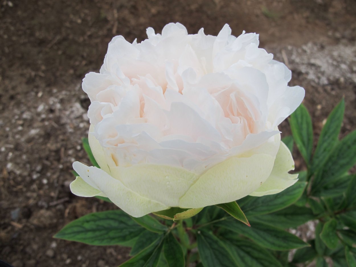 Пион белый Дюшес