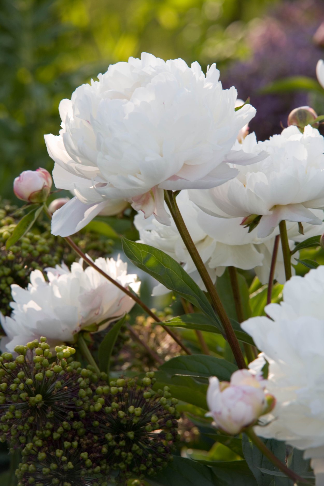 Пион Йеллоу