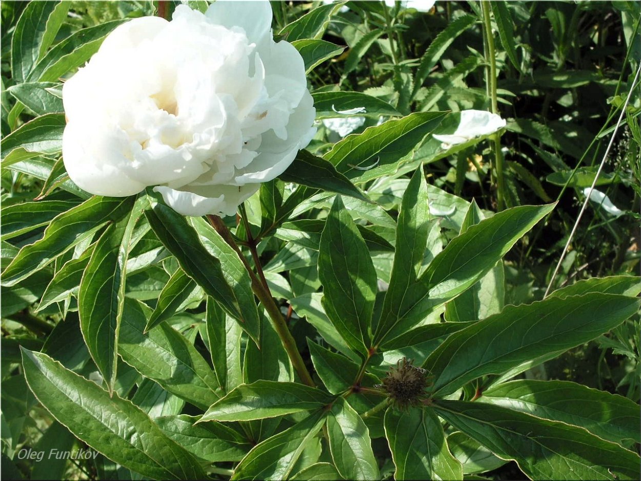 Пион Эденс Парфюм