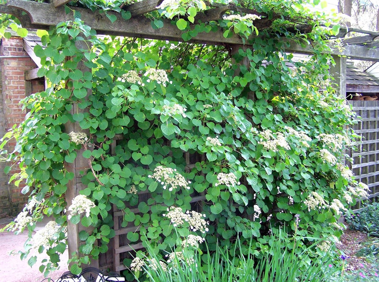 Гортензия черешковая Петиоларис Миранда