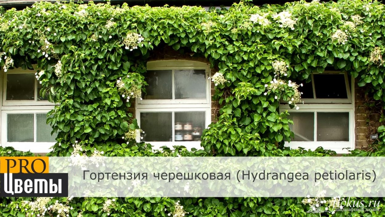 Гортензия черешковая на арке