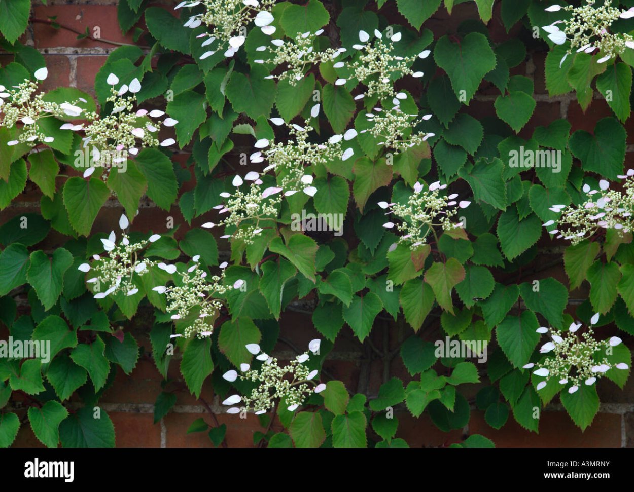 Гортензия плетистая черешковая