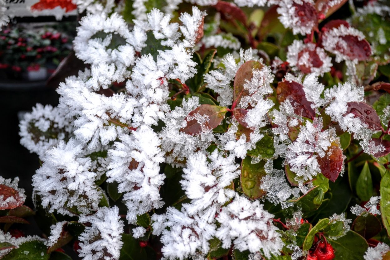 Гортензия плетистая черешковая