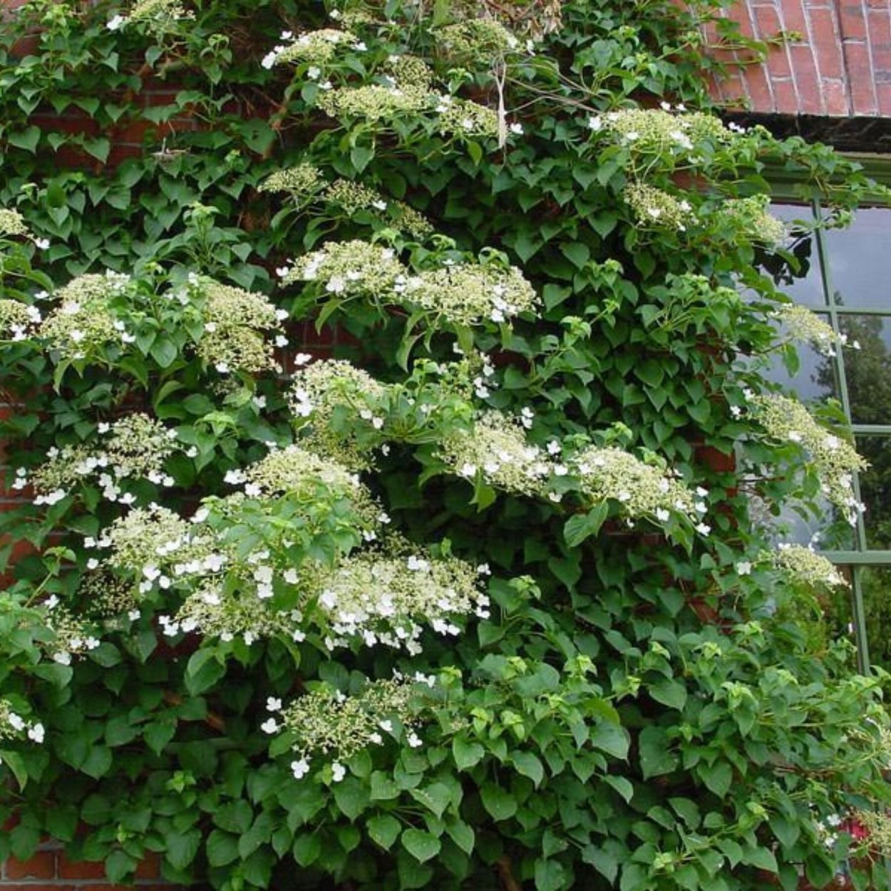 Гортензия черешковая Винтер сюрпрайз