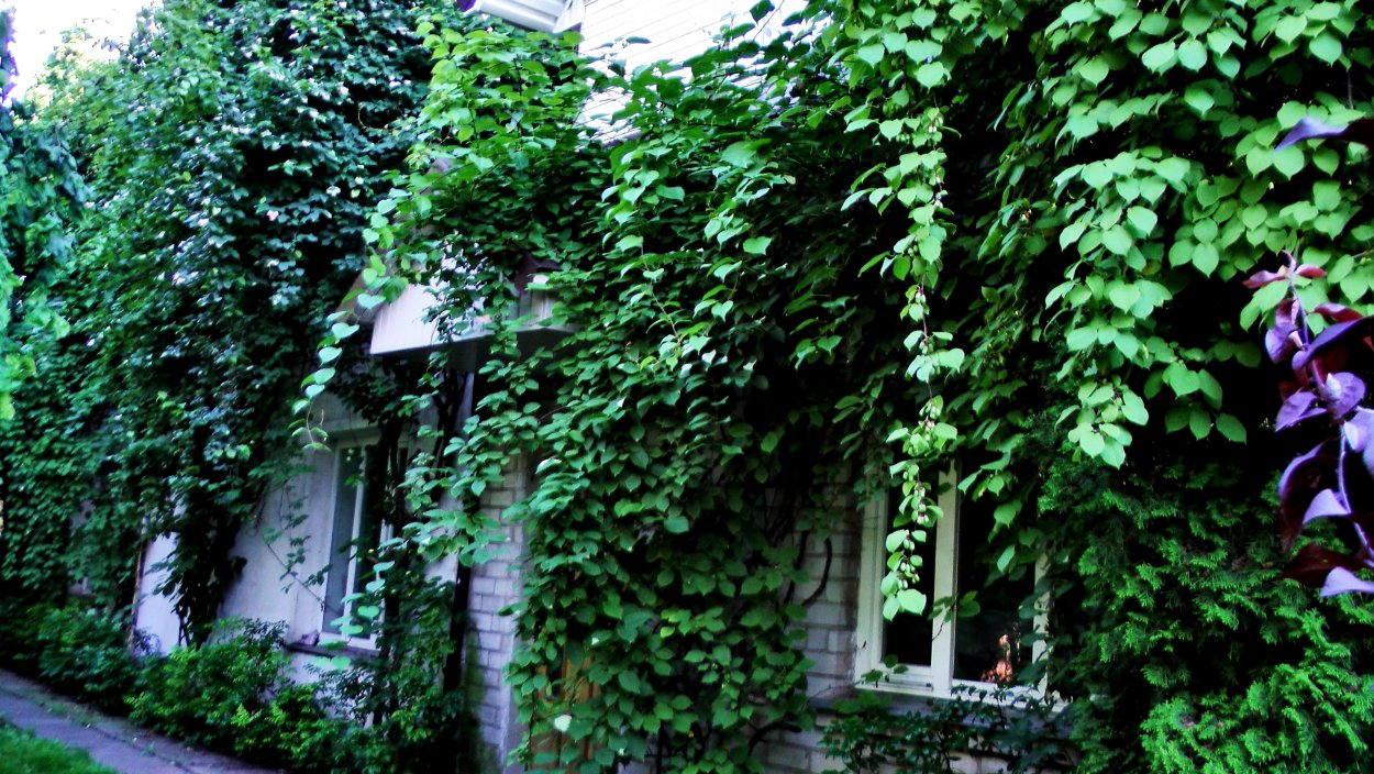 Гортензия вьющаяся черешковая плетистая