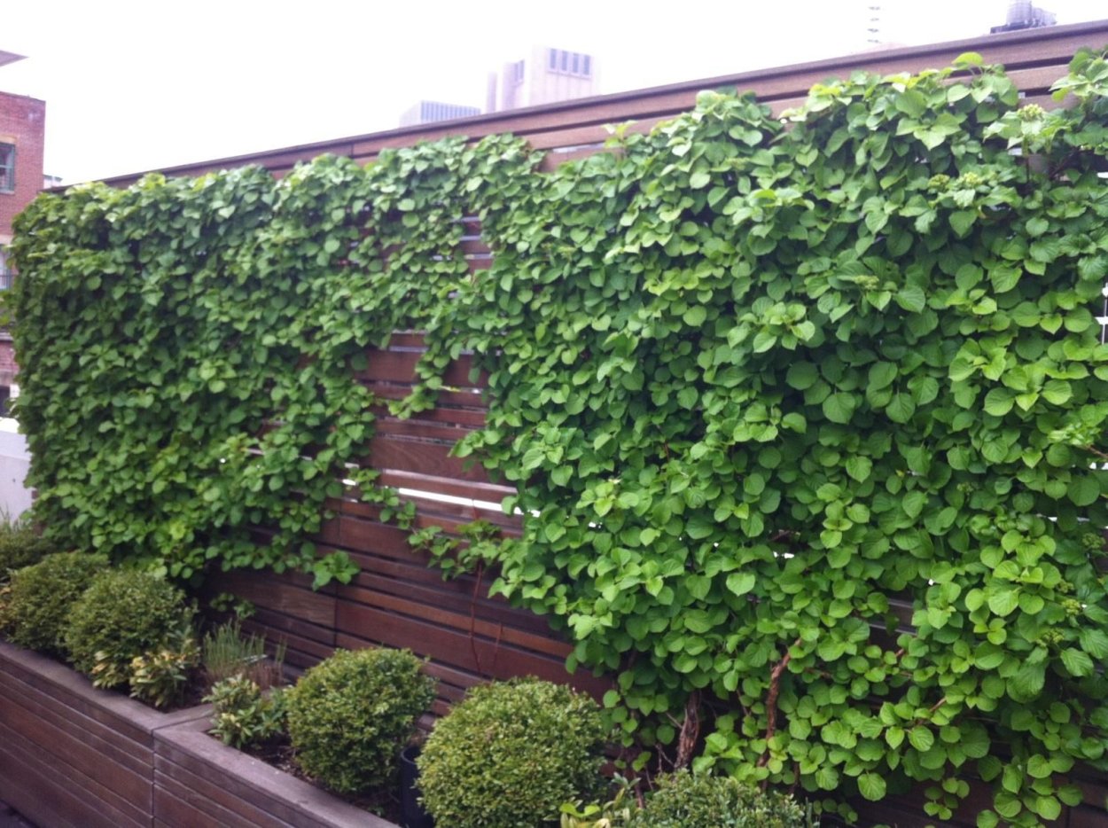 Гортензия черешковая на заборе